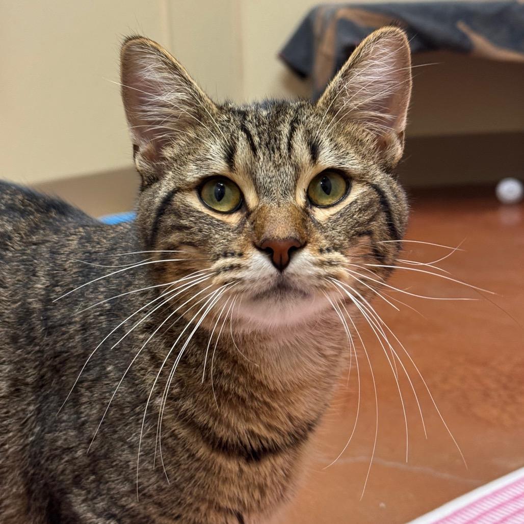 Enlarge Fire, a Adoptable Domestic Short Hair in Santa Barbara, CA image 4/4