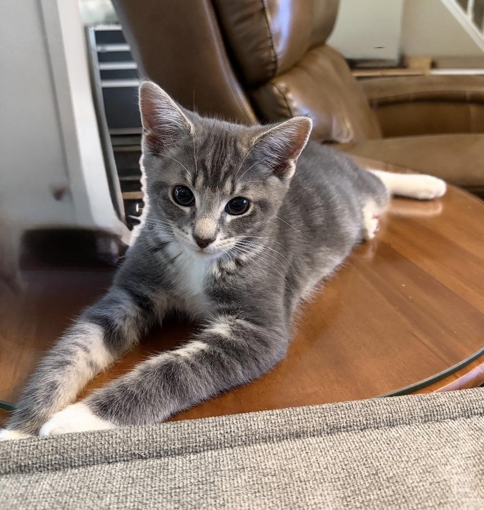 Rumours: The Chain, Adoptable, Kitten Male Tabby.