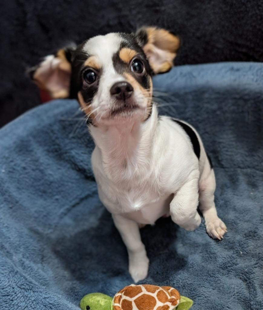 Enlarge Poncho-Small Breed Puppy!, a Adopted mixed breed in Fort Myers, FL image 1/4