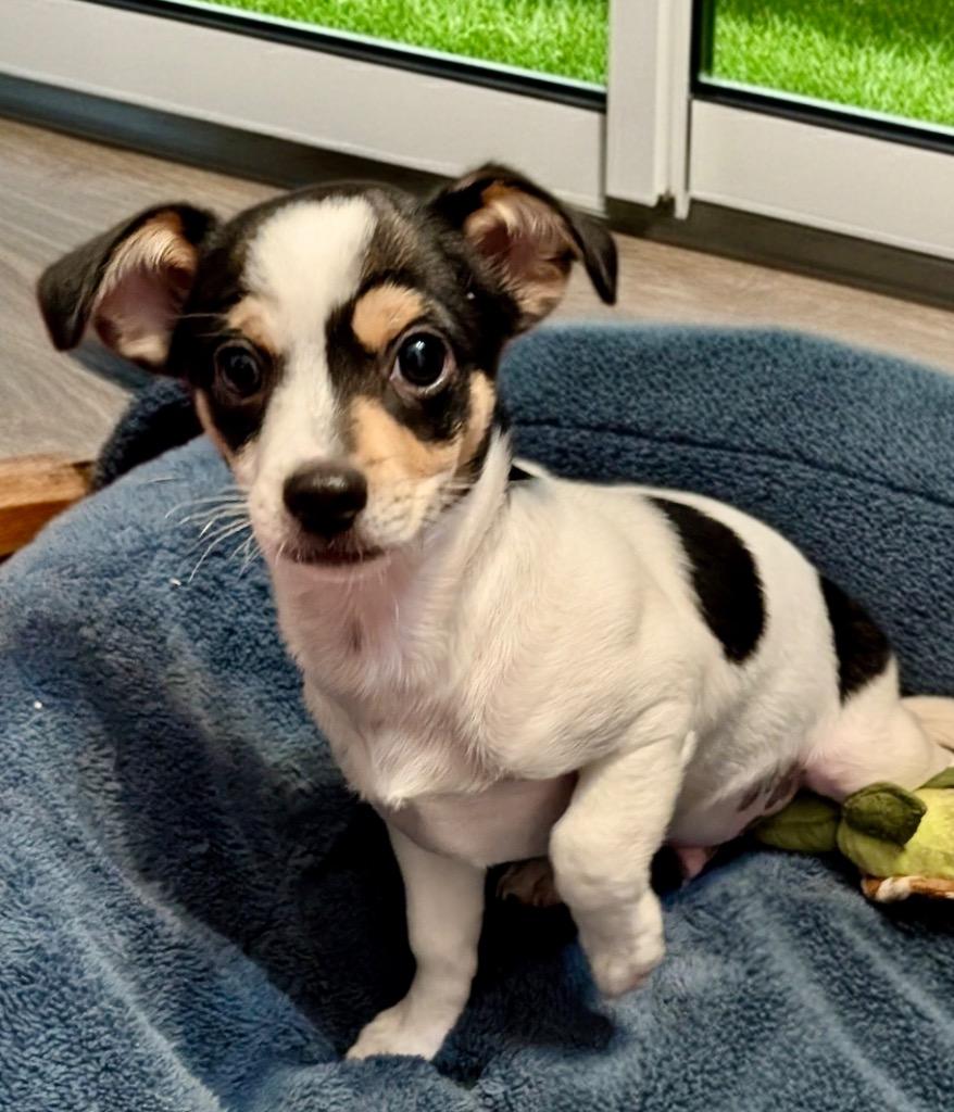 Enlarge Poncho-Small Breed Puppy!, a Adopted mixed breed in Fort Myers, FL image 2/4