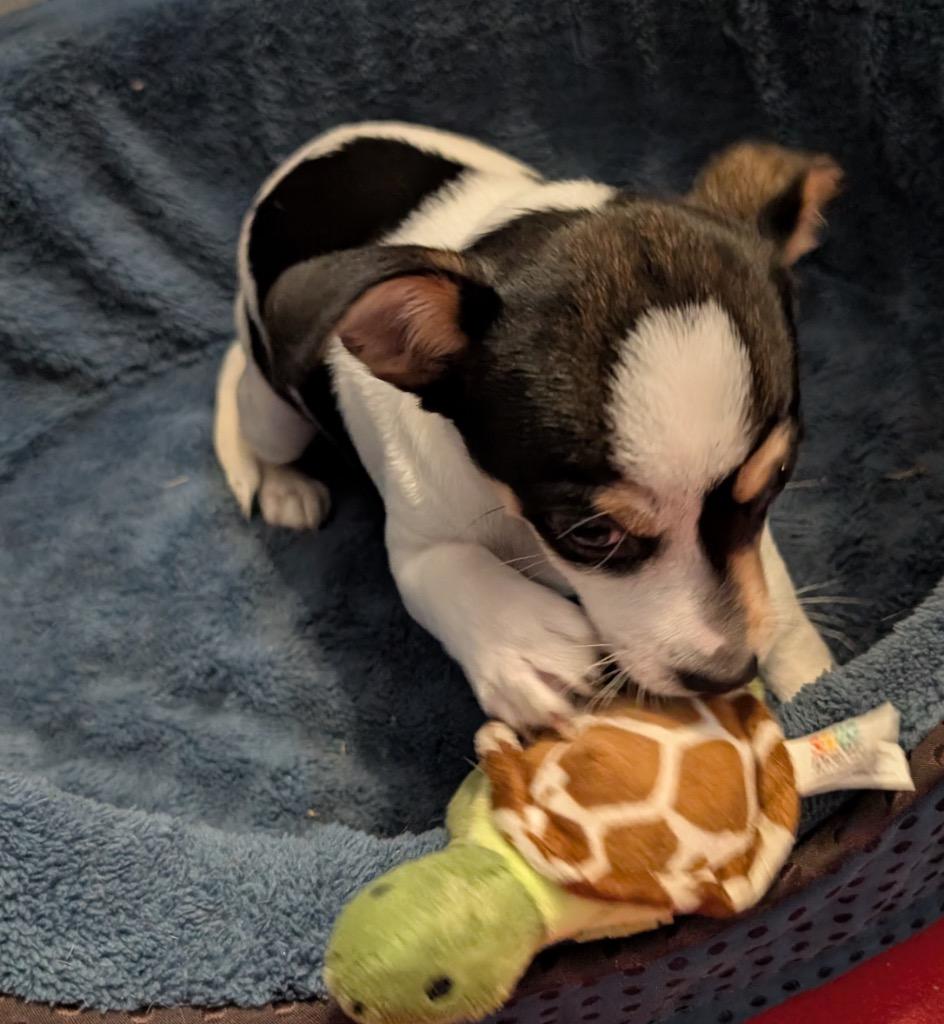 Enlarge Poncho-Small Breed Puppy!, a Adopted mixed breed in Fort Myers, FL image 3/4