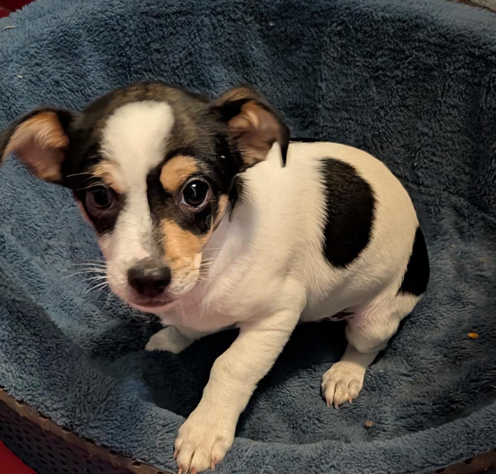 Enlarge Poncho-Small Breed Puppy!, a Adopted mixed breed in Fort Myers, FL image 4/4