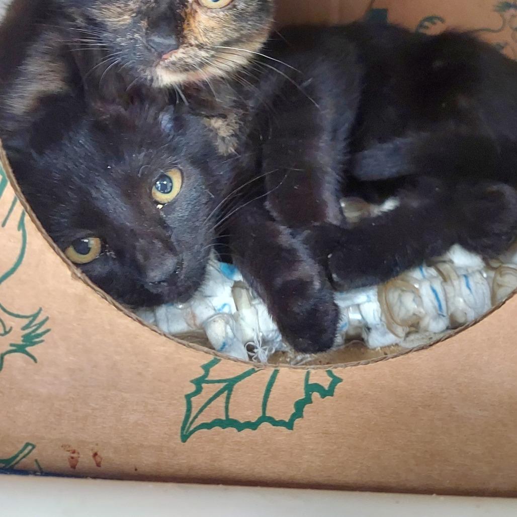 Enlarge Ellipse, a Adoptable Domestic Short Hair in Ashtabula, OH image 1/1