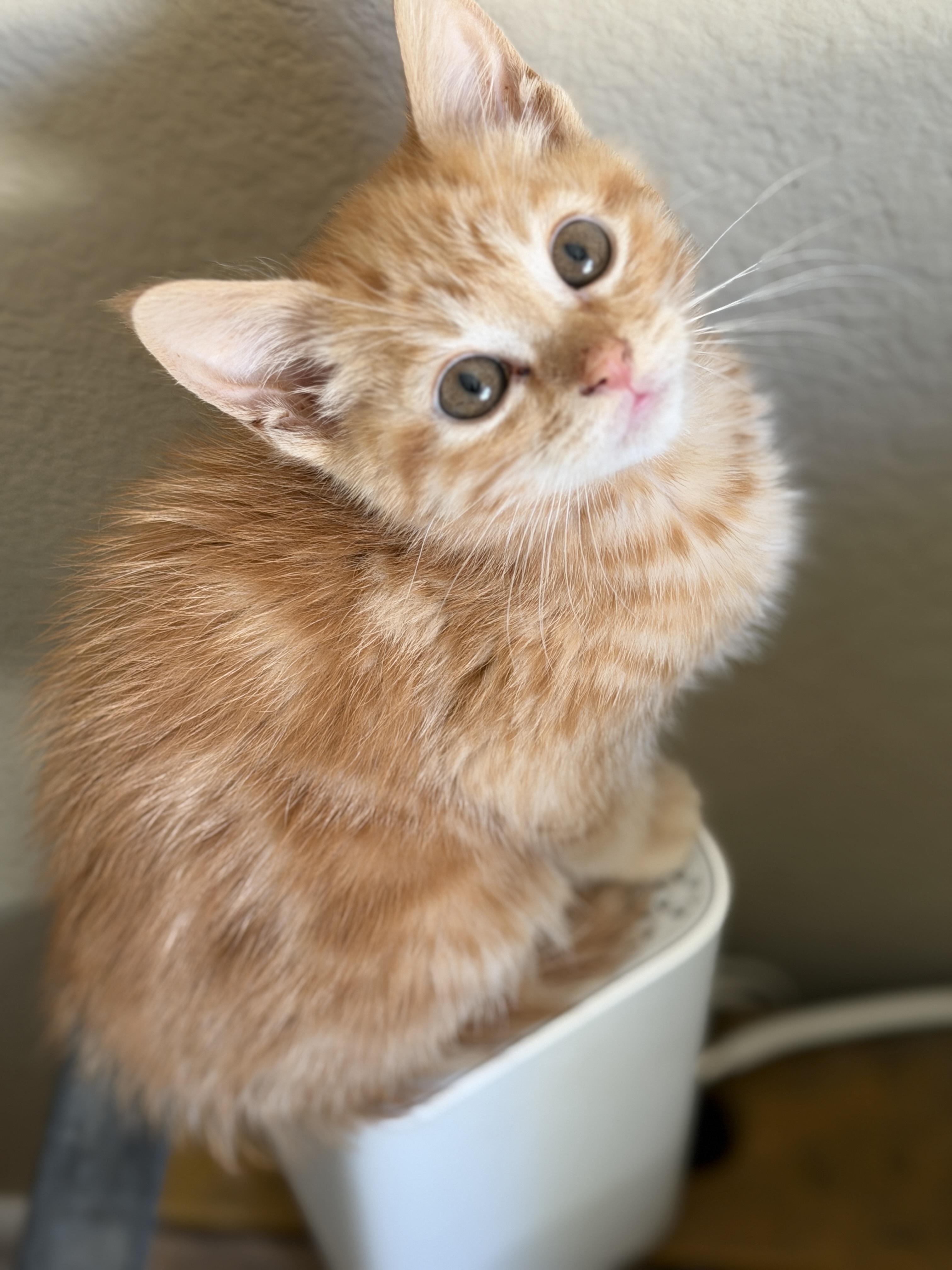 Cheyenne, a ADOPTABLE mixed breed in Mission Viejo, CA image 1/2