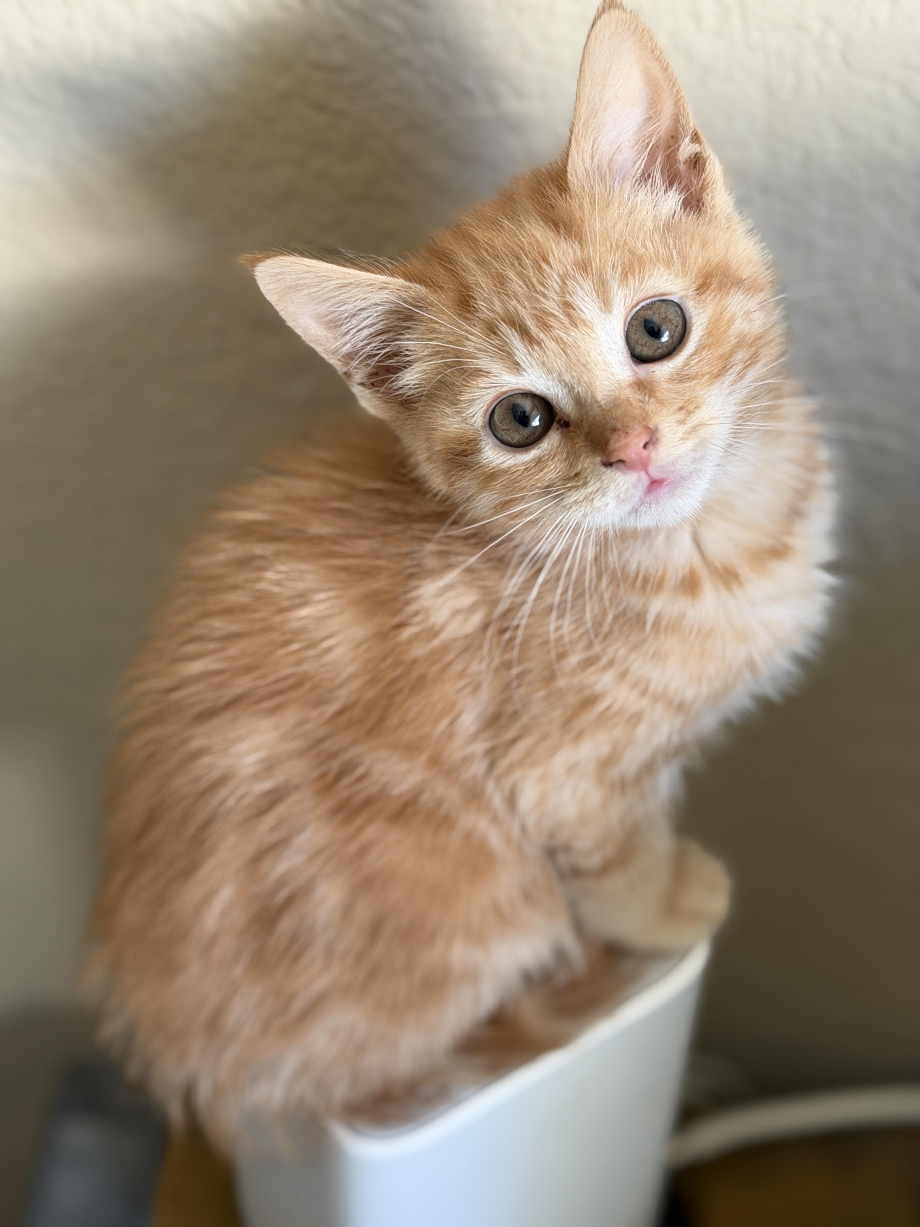 Cheyenne, a ADOPTABLE mixed breed in Mission Viejo, CA image 2/2