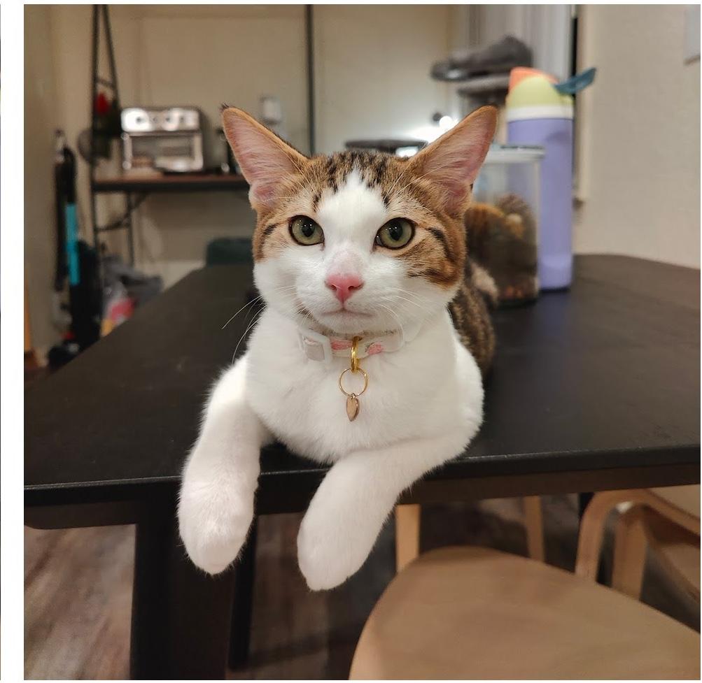 Chulo, a Adoptable Domestic Short Hair in Sherman Oaks, CA image 1/6