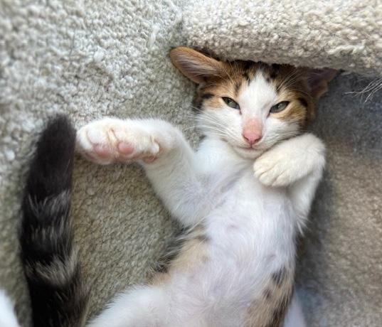 Chulo, a Adoptable Domestic Short Hair in Sherman Oaks, CA image 2/6