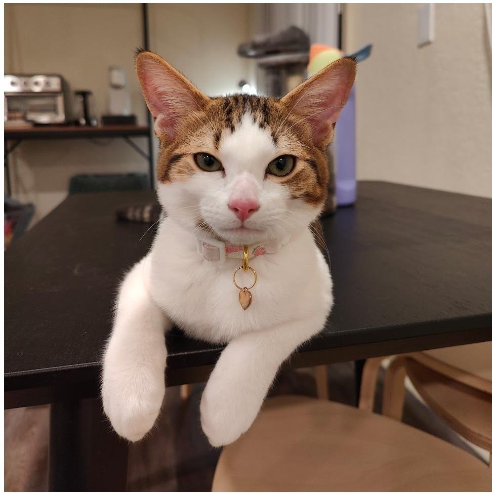 Chulo, a Adoptable Domestic Short Hair in Sherman Oaks, CA image 3/6