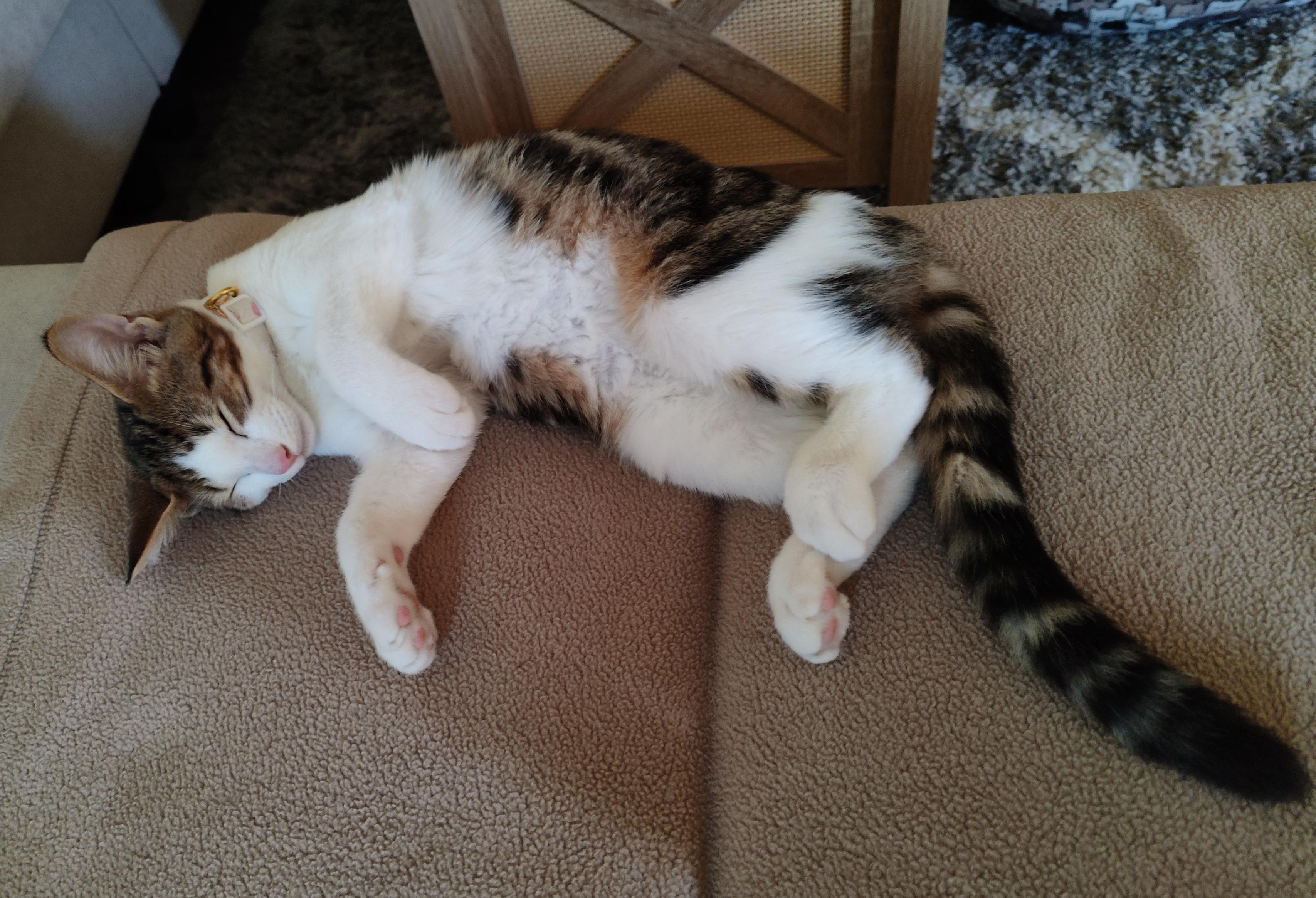 Chulo, a Adoptable Domestic Short Hair in Sherman Oaks, CA image 4/6