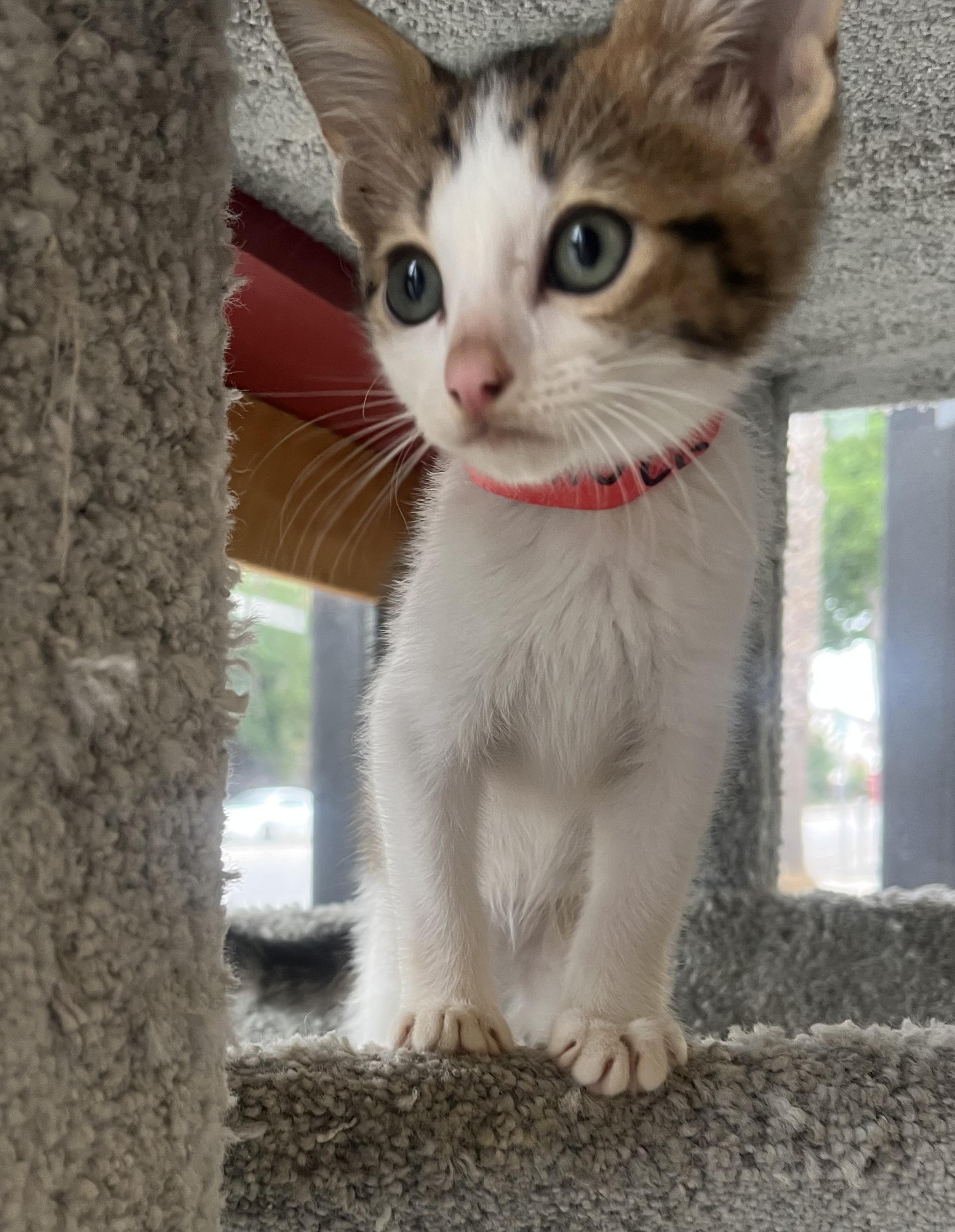 Chulo Domestic Short Hair Cat
