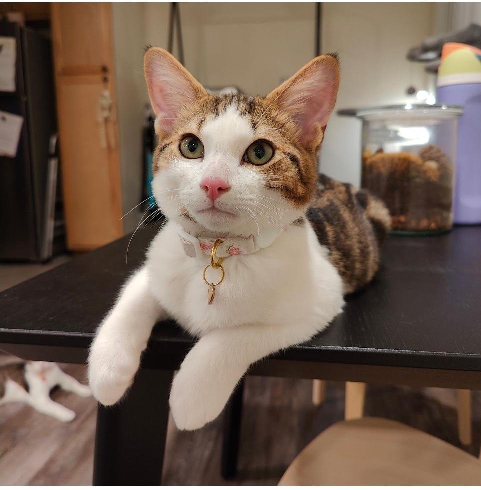 Chulo, a Adoptable Domestic Short Hair in Sherman Oaks, CA image 5/6