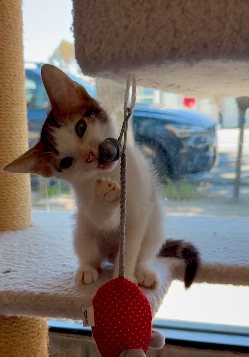 Enlarge Chulo, a Adoptable Domestic Short Hair in Sherman Oaks, CA video 6/6