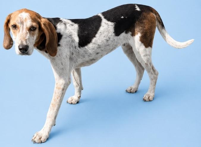 Enlarge Charle, a Adoptable Foxhound in Wauchula, FL image 1/1