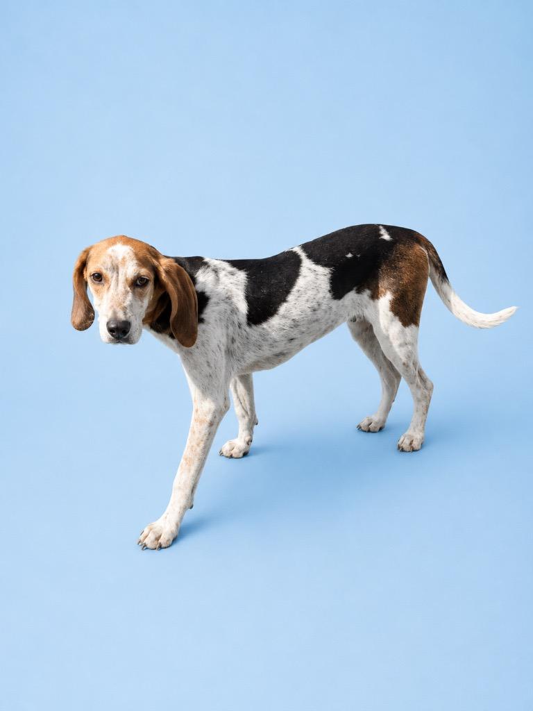 Enlarge Charle, a Adoptable Foxhound in Wauchula, FL image 1/1