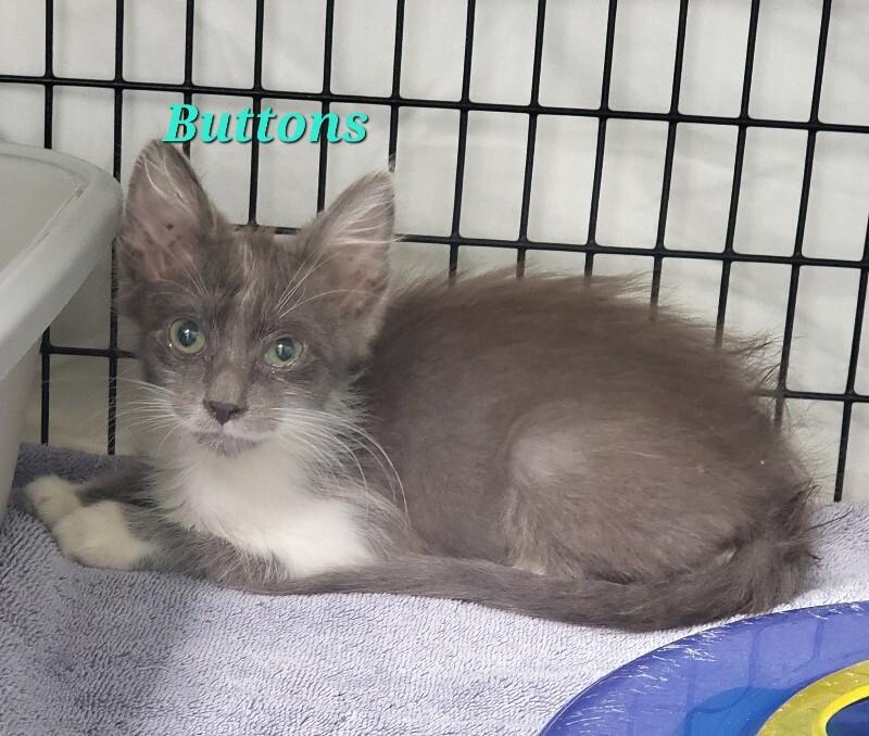 Buttons, Adoptable, Young Male Domestic Medium Hair.