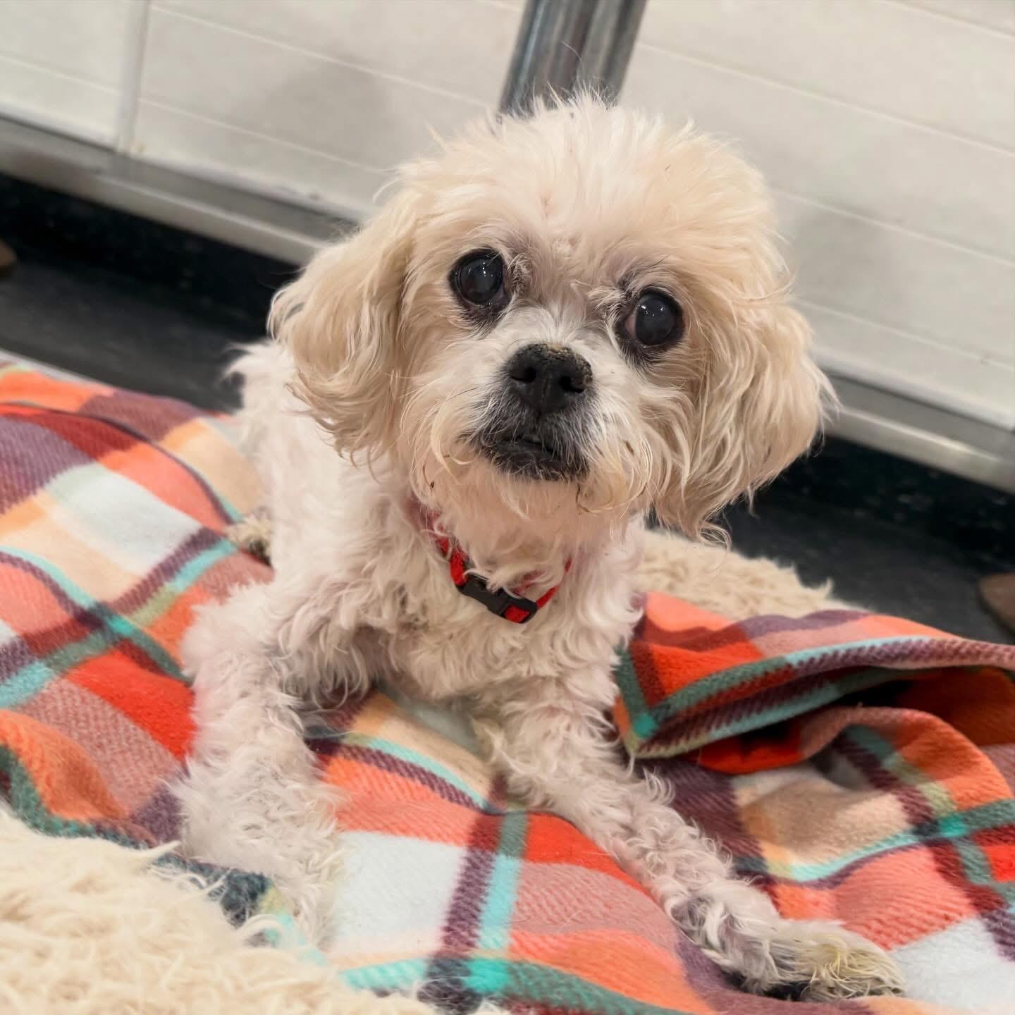 Sassy, ADOPTABLE, Senior Female Bichon Frise.
