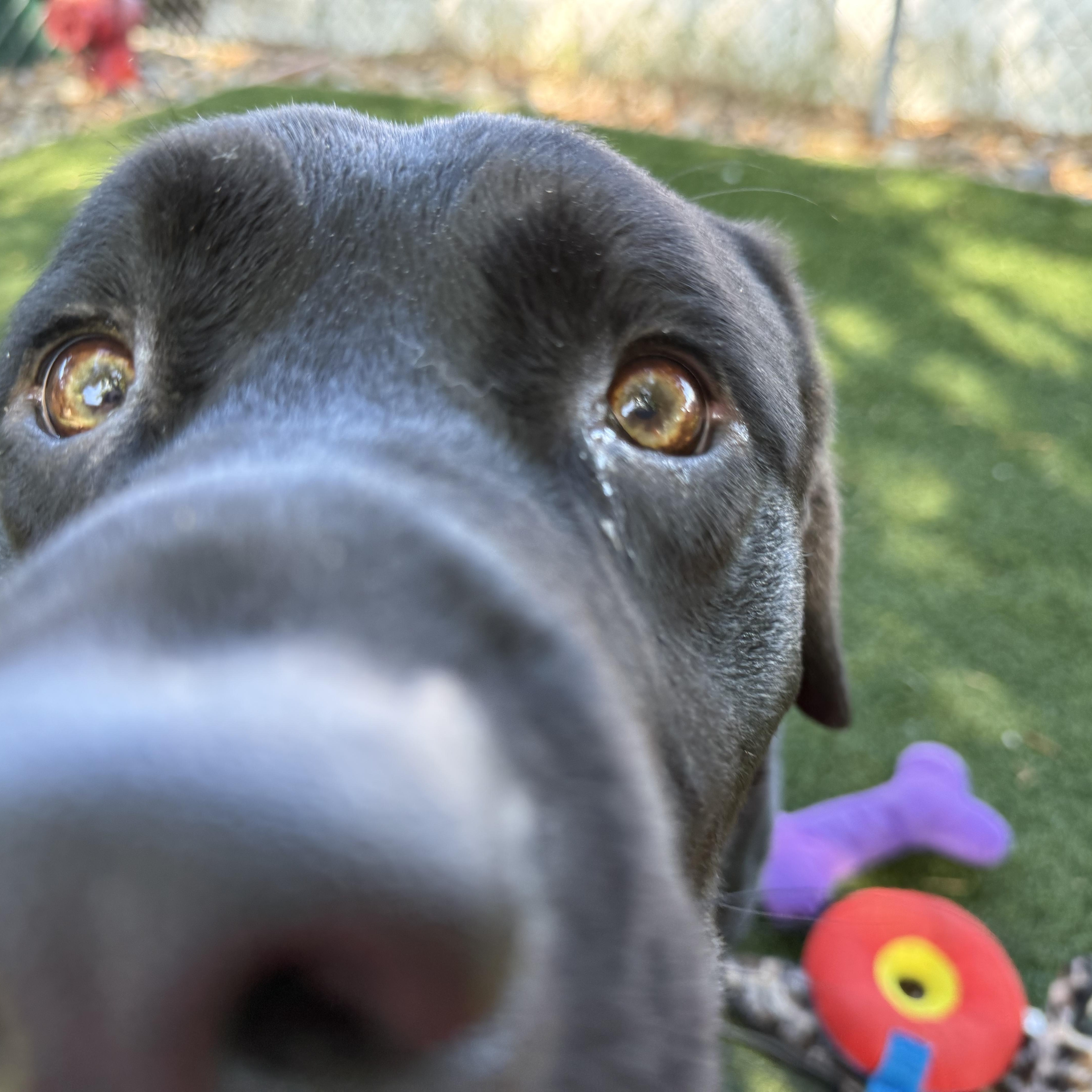 Enlarge Timmy, a ADOPTABLE mixed breed in San Francisco, CA image 3/4