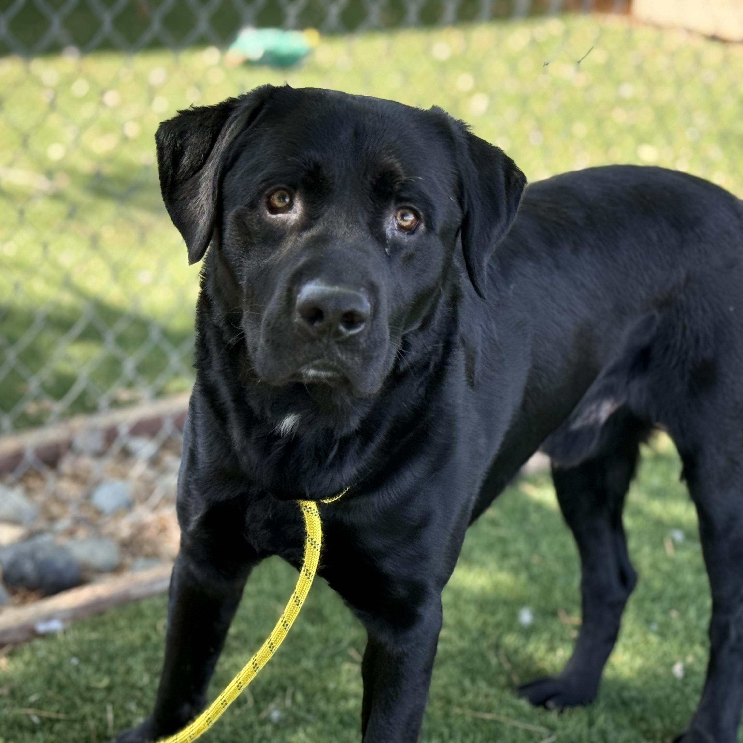Enlarge Timmy, a ADOPTABLE mixed breed in San Francisco, CA image 4/4