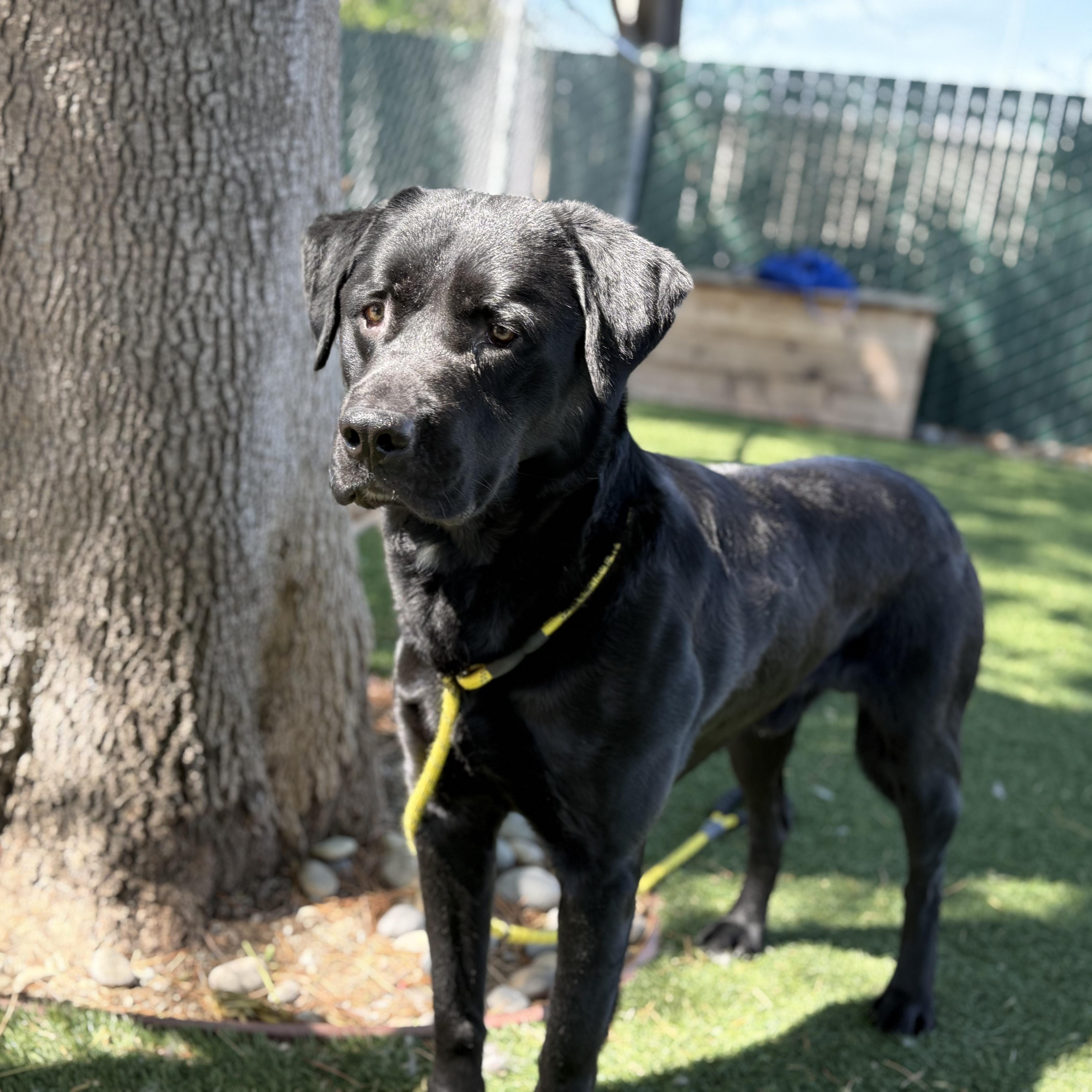 Enlarge Timmy, a ADOPTABLE mixed breed in San Francisco, CA image 1/4