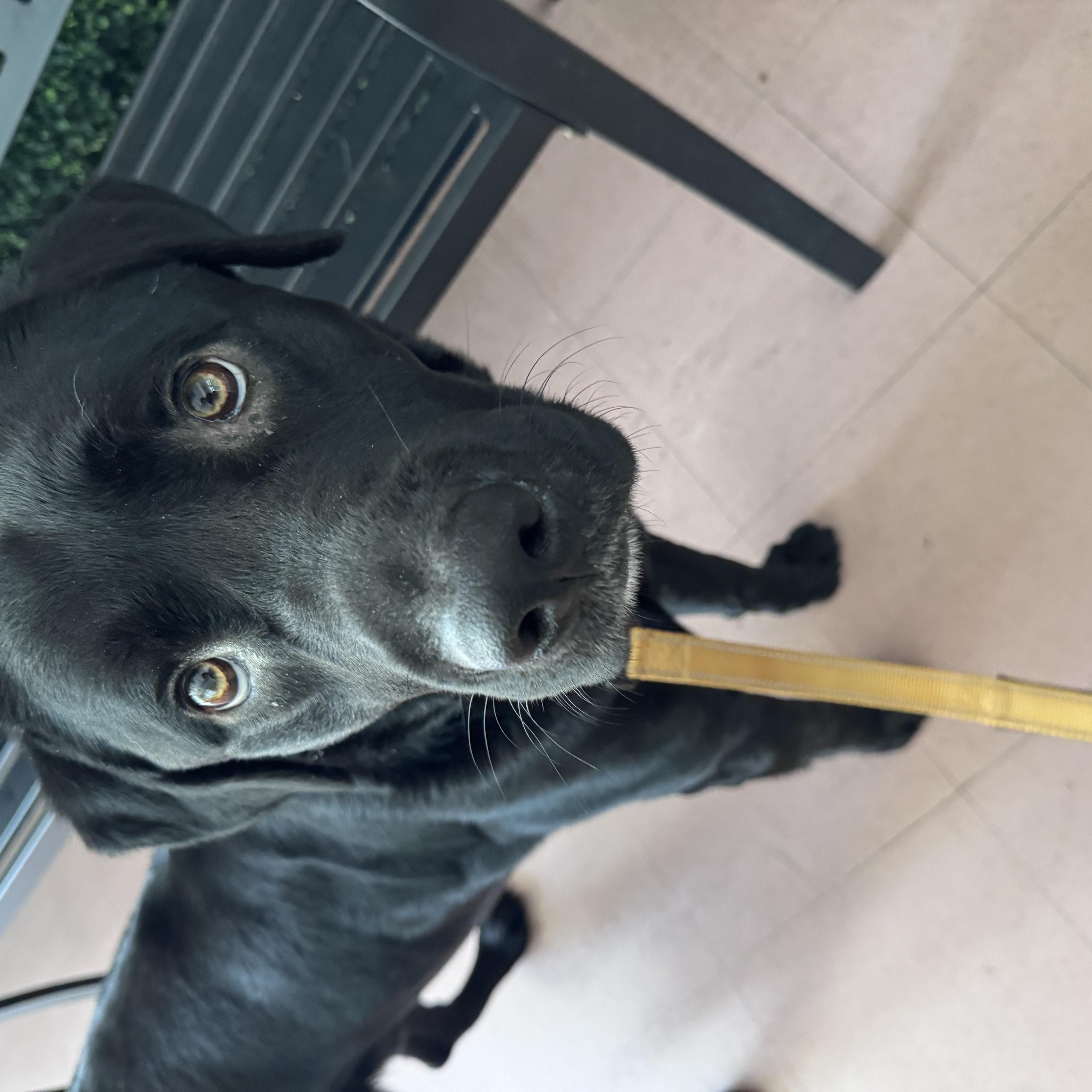 Enlarge Timmy, a ADOPTABLE mixed breed in San Francisco, CA image 2/4