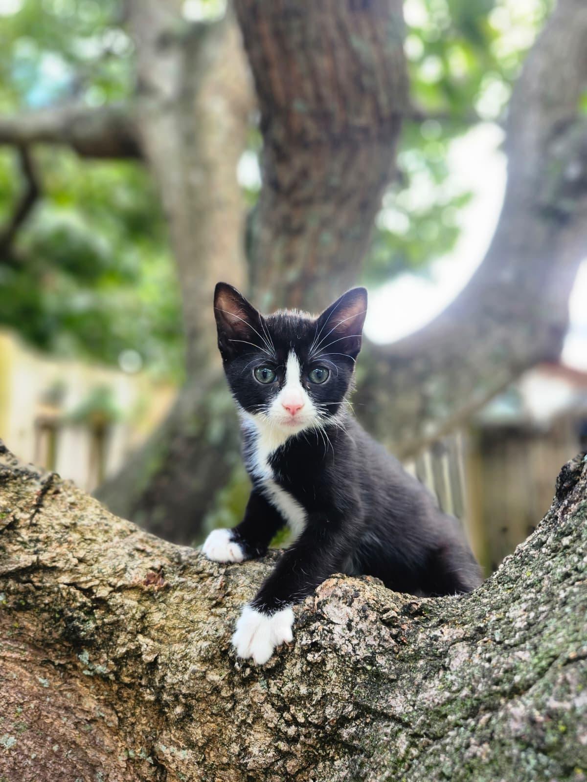 Rhythm, a Adoptable Tuxedo in Melbourne , FL image 4/4