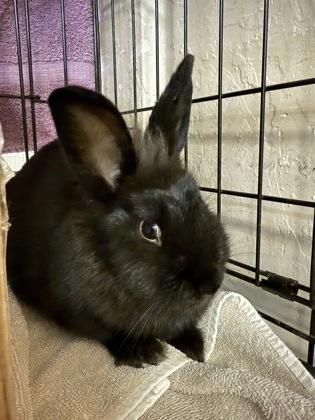 Scarecrow, Adoptable, Adult Female Lionhead.