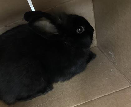 Enlarge Scarecrow, a Adoptable Lionhead in Roseville, CA image 2/2