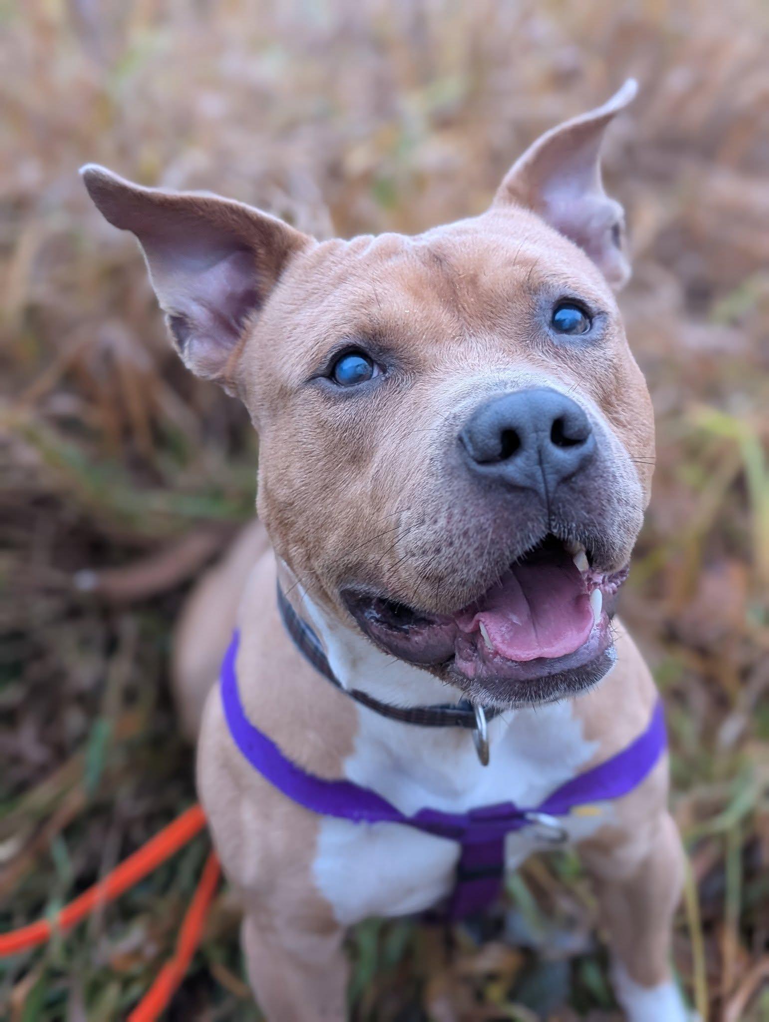 Alastor Moody, a Adoptable mixed breed in Bellingham, WA image 4/6