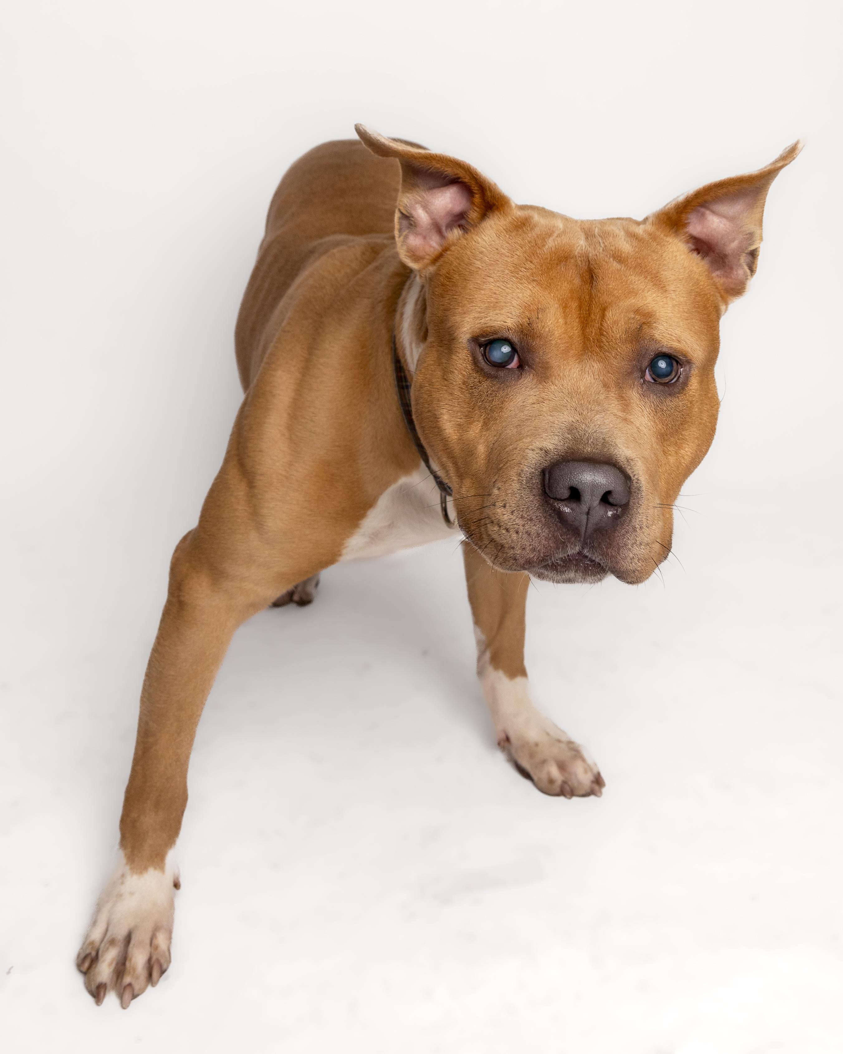 Alastor Moody, a Adoptable mixed breed in Bellingham, WA image 1/6