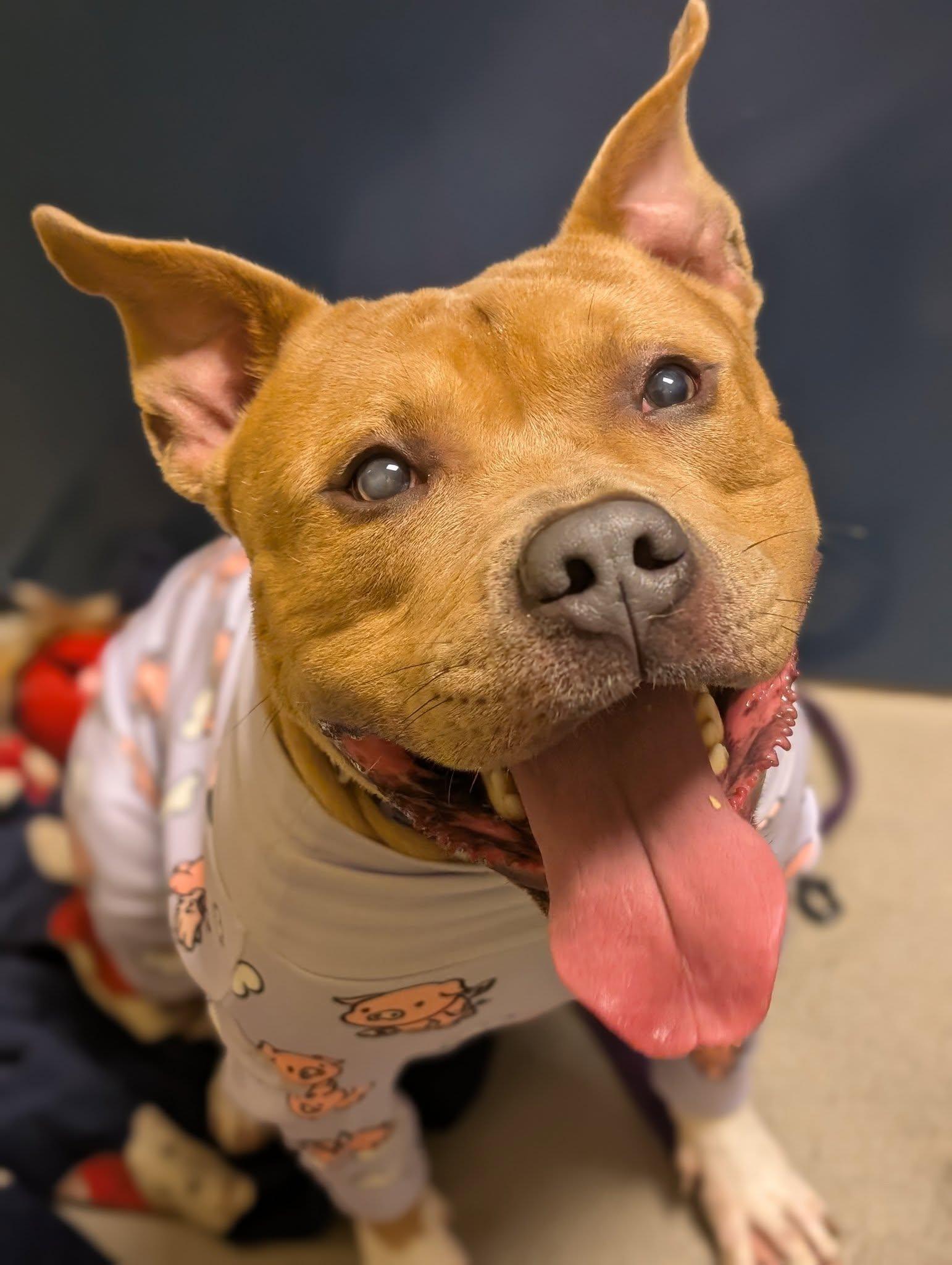 Enlarge Alastor Moody, a Adoptable mixed breed in Bellingham, WA image 2/6