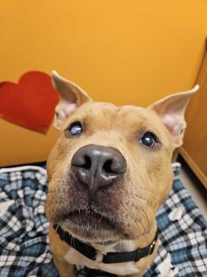 Alastor Moody, an adoptable Pit Bull Terrier in Bellingham, WA, 98226 | Photo Image 1