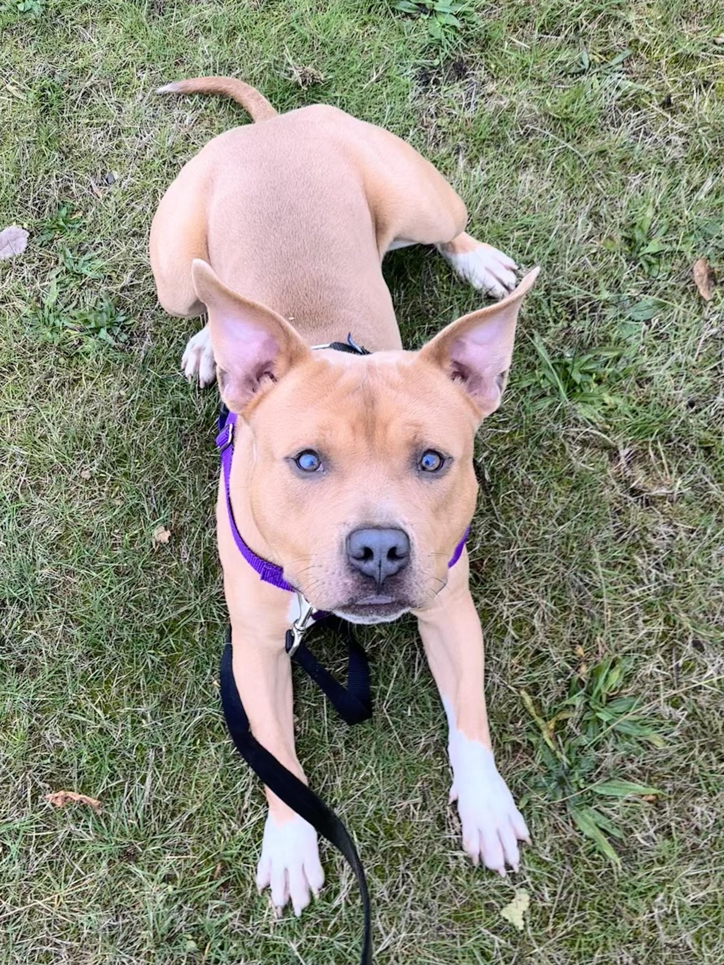 Alastor Moody, a Adoptable mixed breed in Bellingham, WA image 3/6