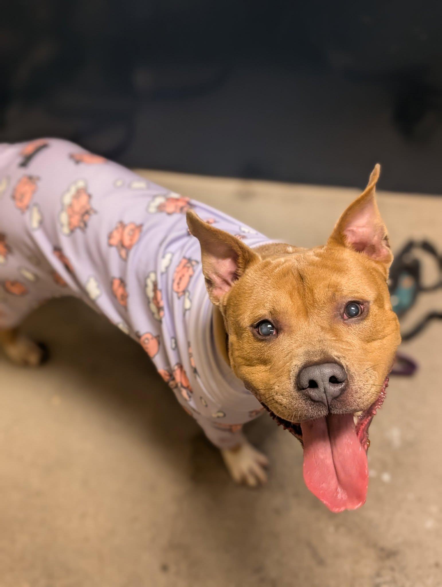 Enlarge Alastor Moody, a Adoptable mixed breed in Bellingham, WA image 3/6