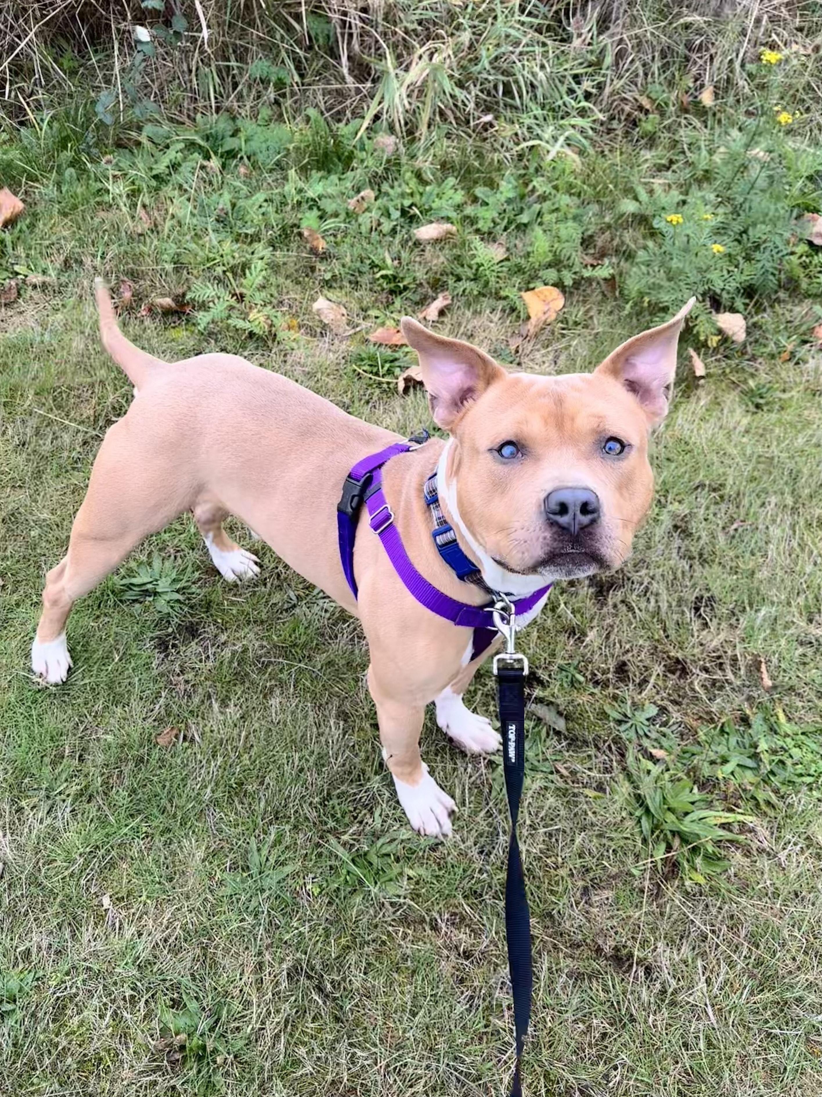 Alastor Moody, a Adoptable mixed breed in Bellingham, WA image 6/6