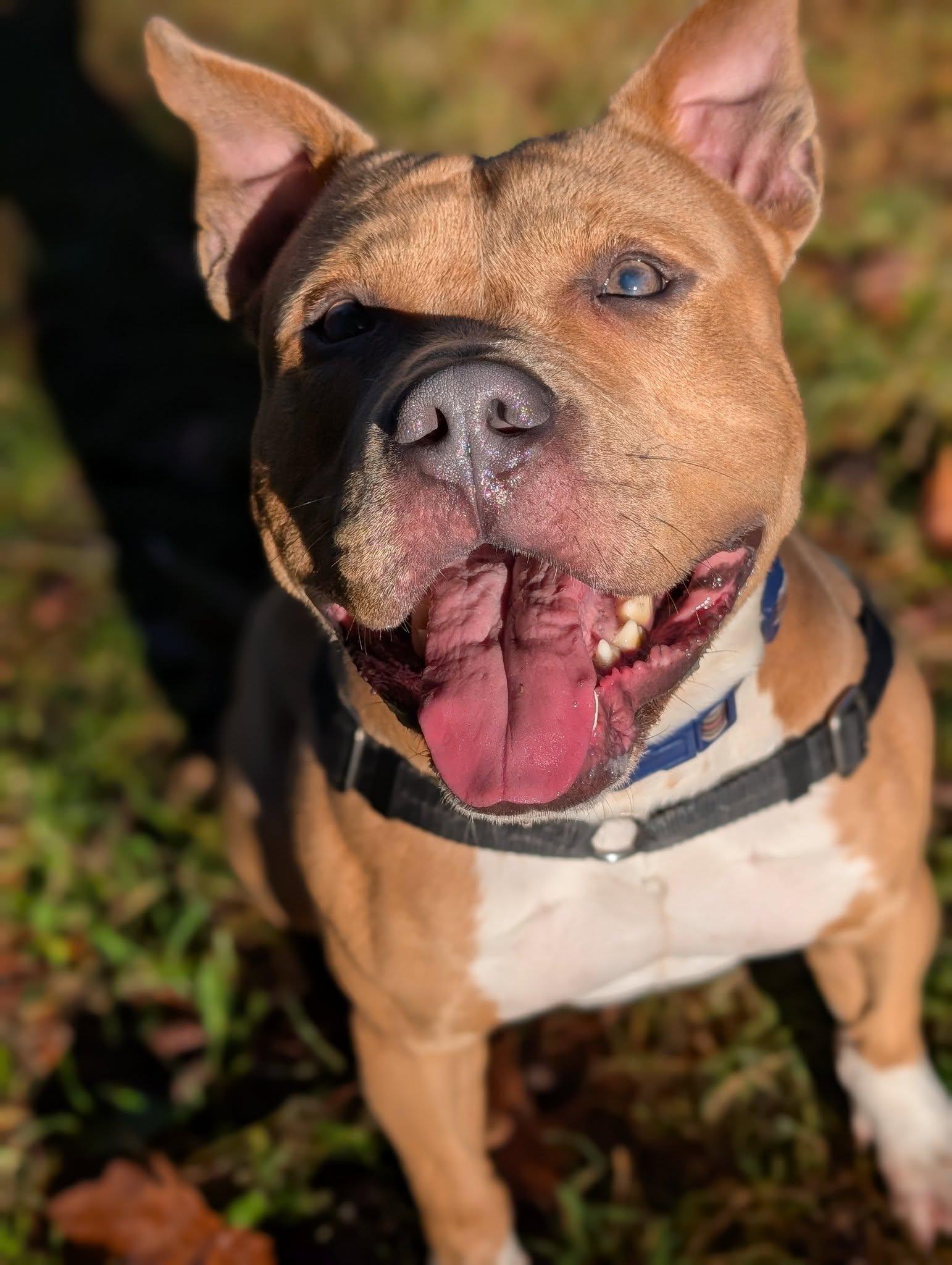 Alastor Moody, a Adoptable mixed breed in Bellingham, WA image 5/6