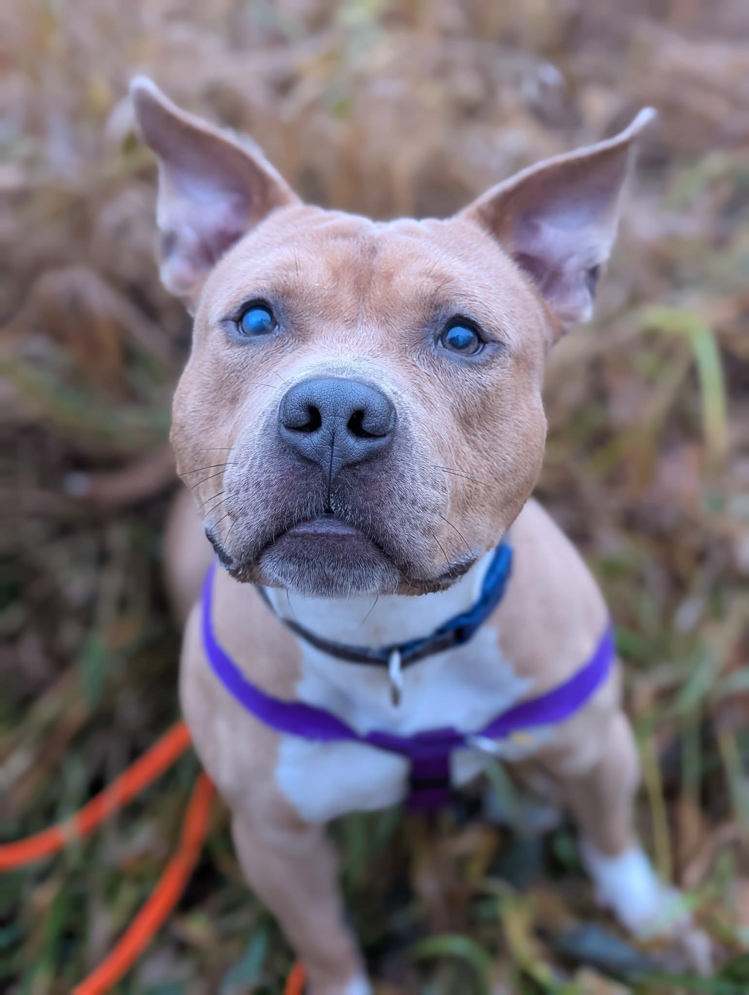 Alastor Moody, a Adoptable mixed breed in Bellingham, WA image 2/6