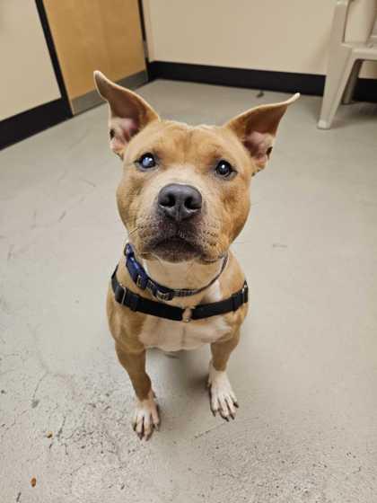 Alastor Moody, an adoptable Pit Bull Terrier in Bellingham, WA, 98226 | Photo Image 2