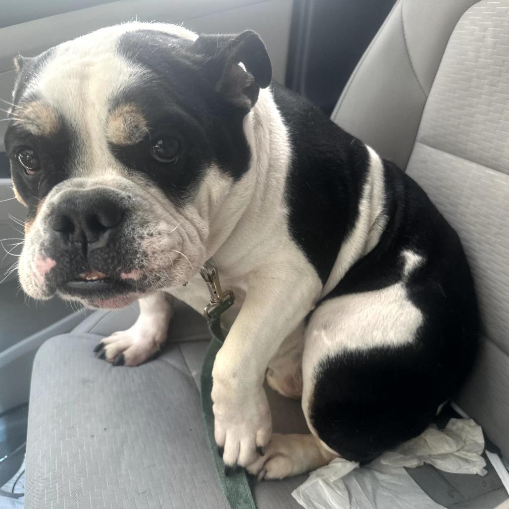 Apollo, Adoptable, Senior Male American Bulldog & French Bulldog.