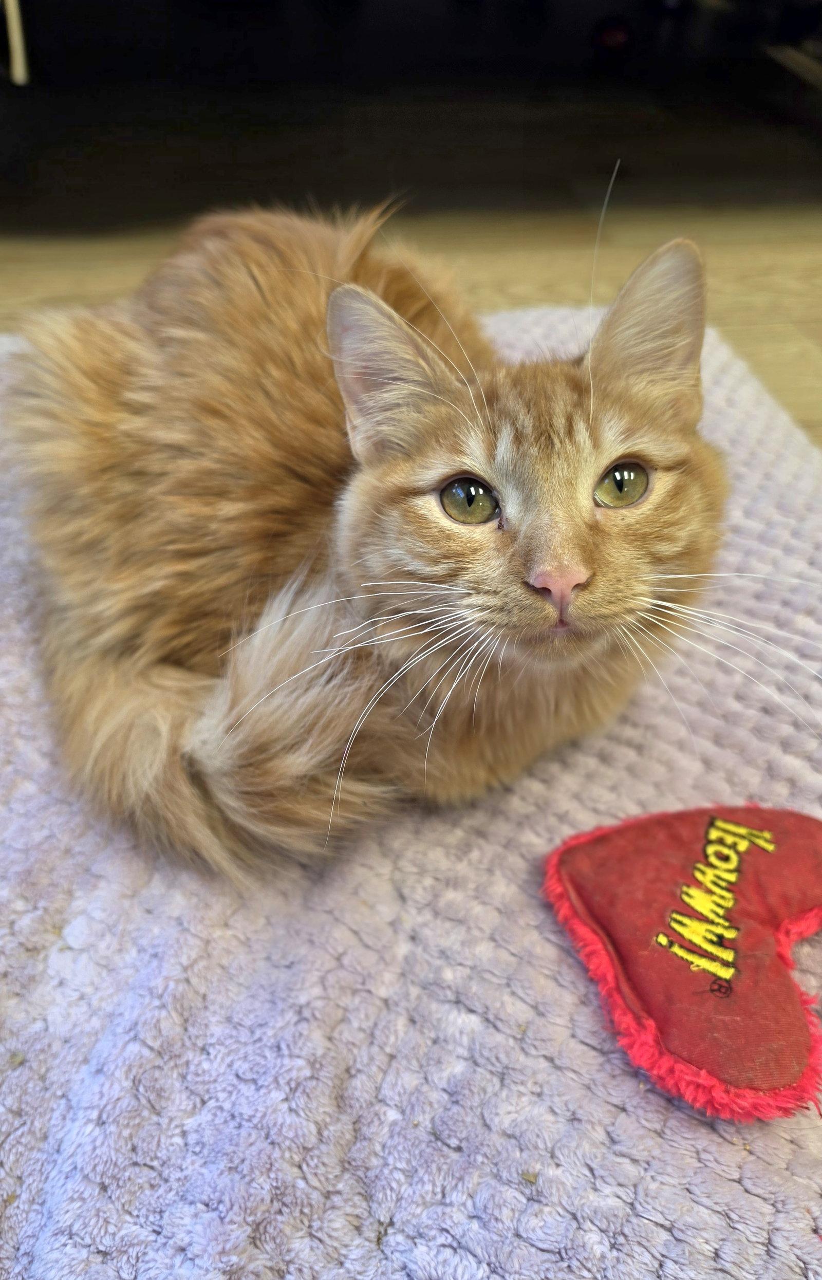 Sunny, Adoptable, Young Male Tabby & Domestic Short Hair.