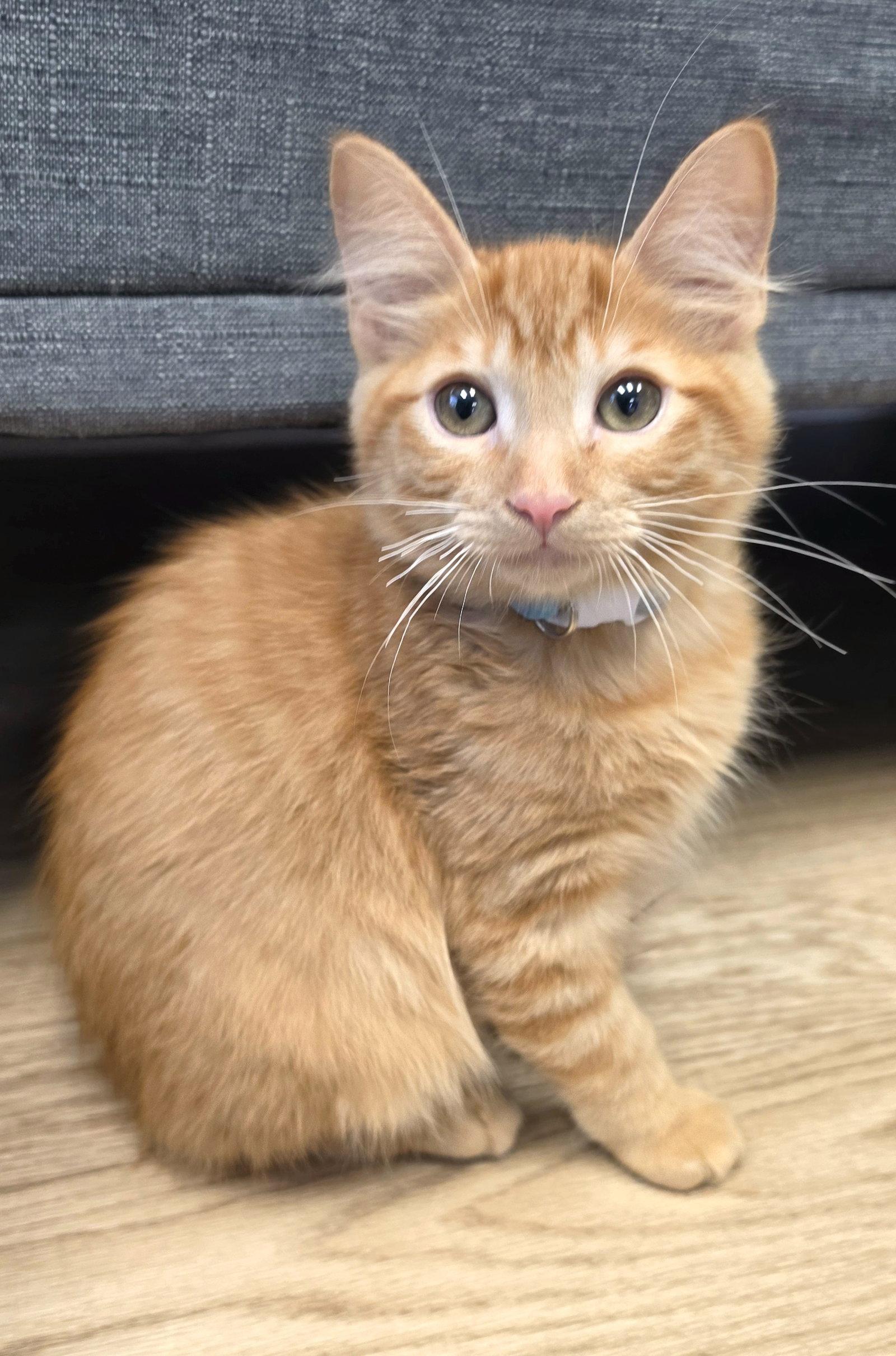 Enlarge Sunny, a Adoptable mixed breed in Campbell, CA image 2/3