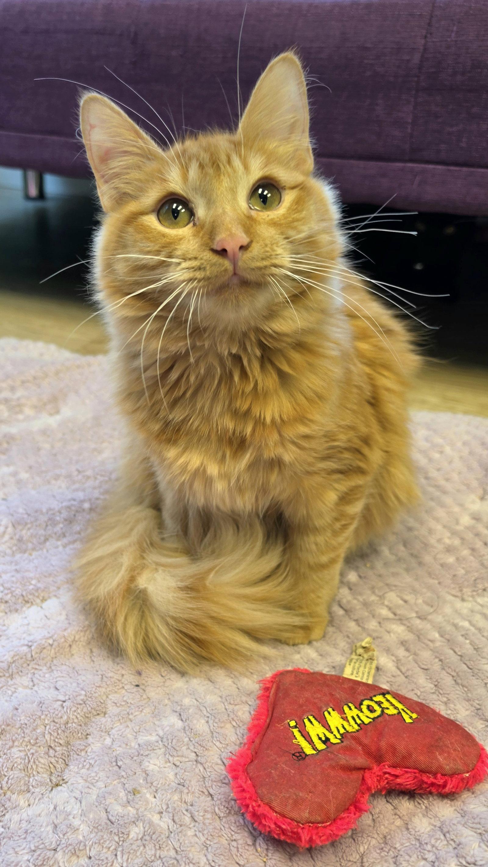 Enlarge Sunny, a Adoptable mixed breed in Campbell, CA image 3/3