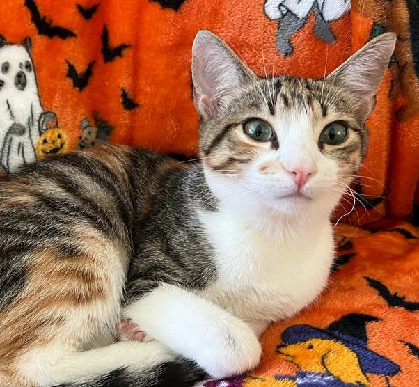Bella, Adoptable, Adult Female Domestic Short Hair.