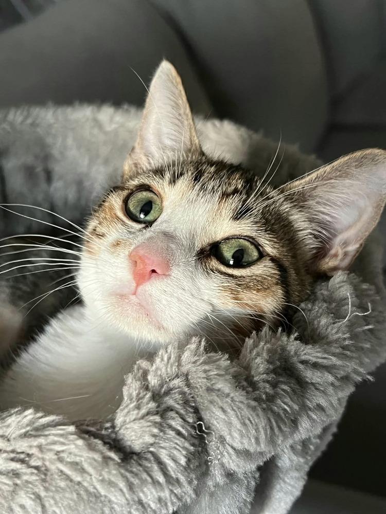 Enlarge Bella, a Adoptable Domestic Short Hair in Salinas, CA image 2/6