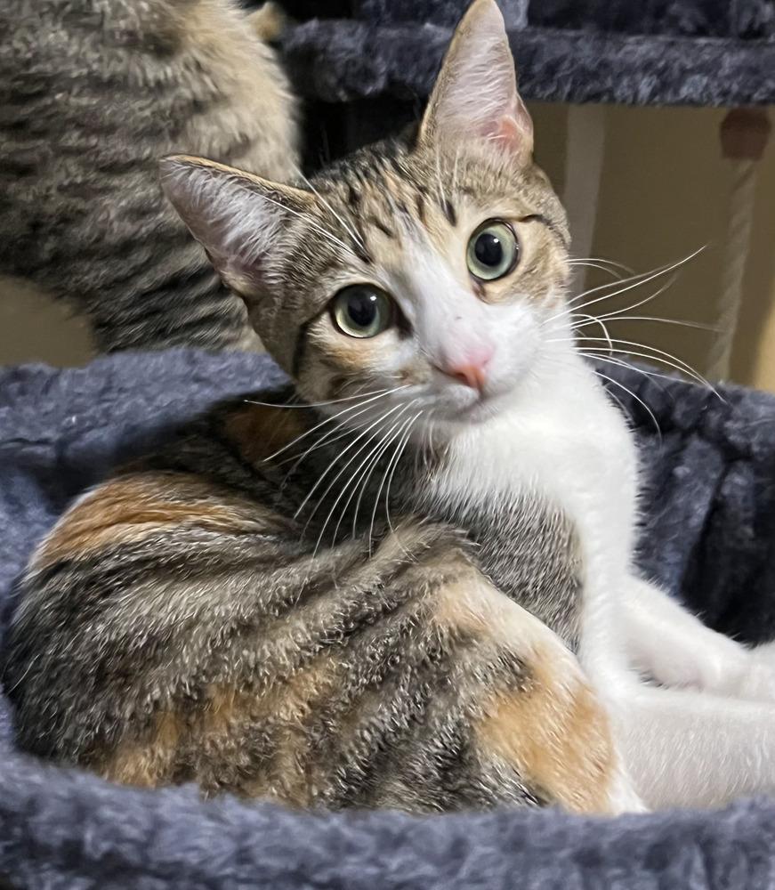 Enlarge Bella, a Adoptable Domestic Short Hair in Salinas, CA image 3/6