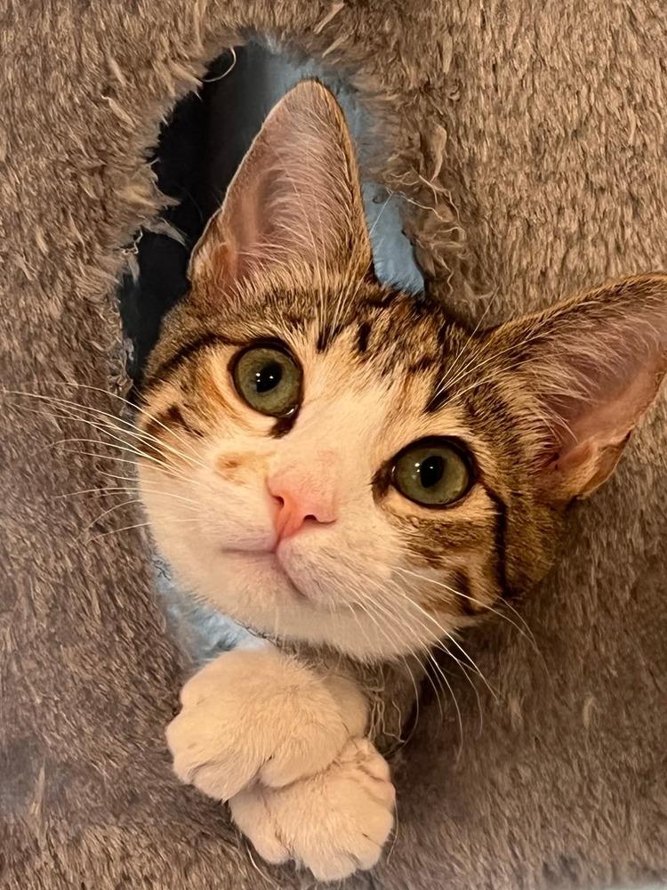 Enlarge Bella, a Adoptable Domestic Short Hair in Salinas, CA image 4/6