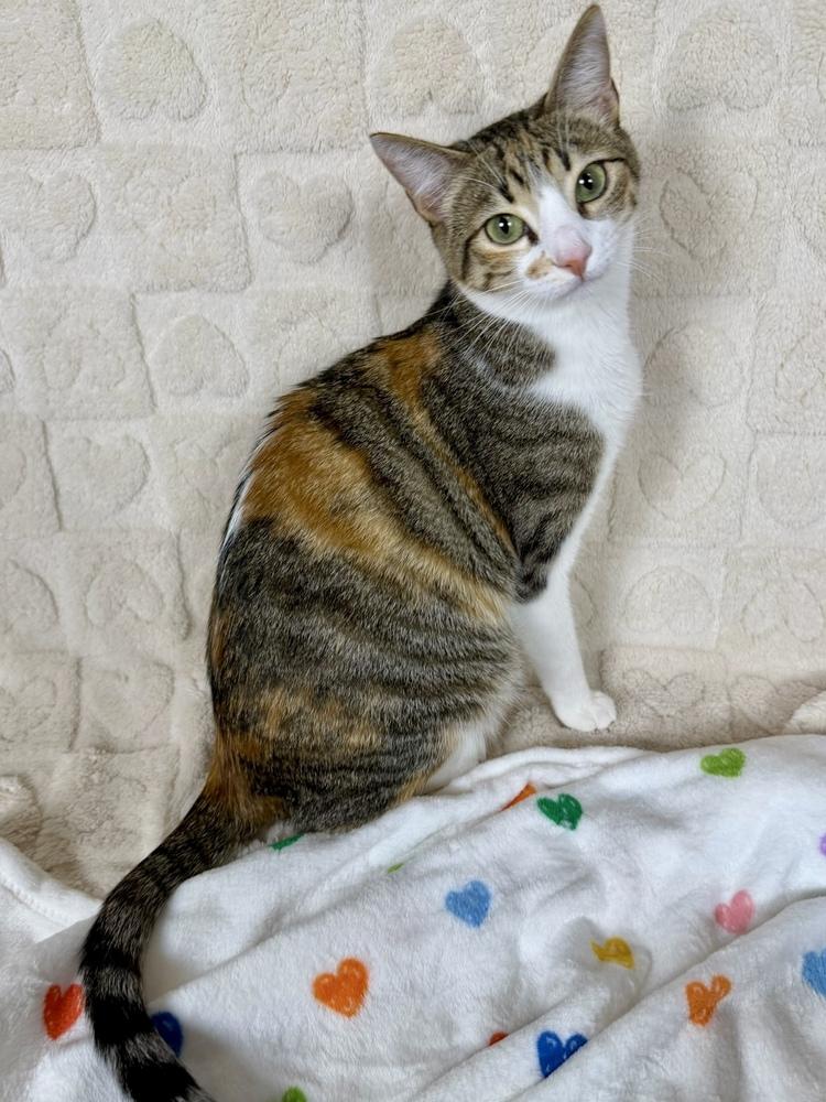 Enlarge Bella, a Adoptable Domestic Short Hair in Salinas, CA image 5/6