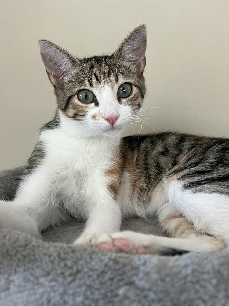 Enlarge Bella, a Adoptable Domestic Short Hair in Salinas, CA image 6/6