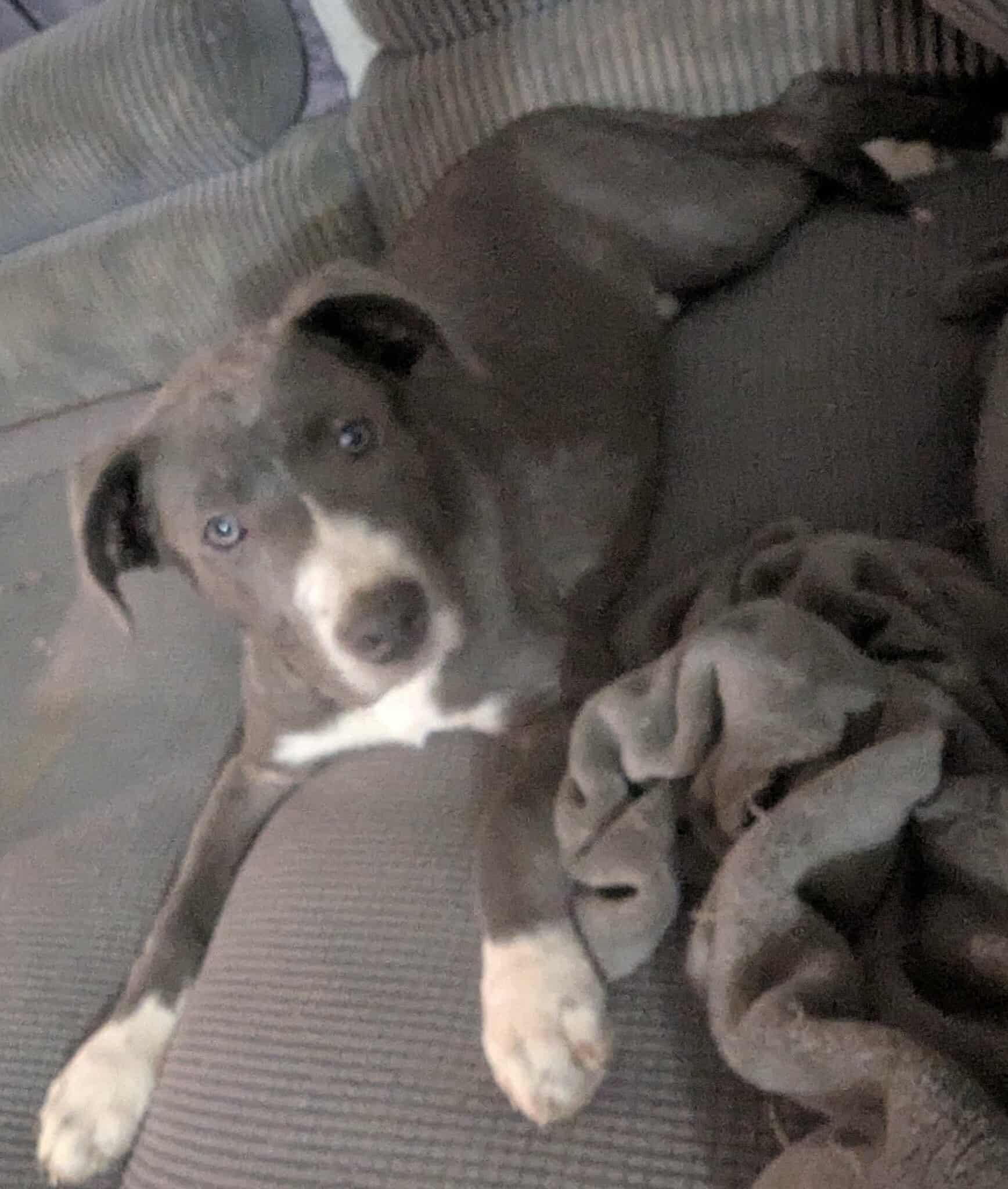 Marisa, Adoptable, Puppy Female Pit Bull Terrier.