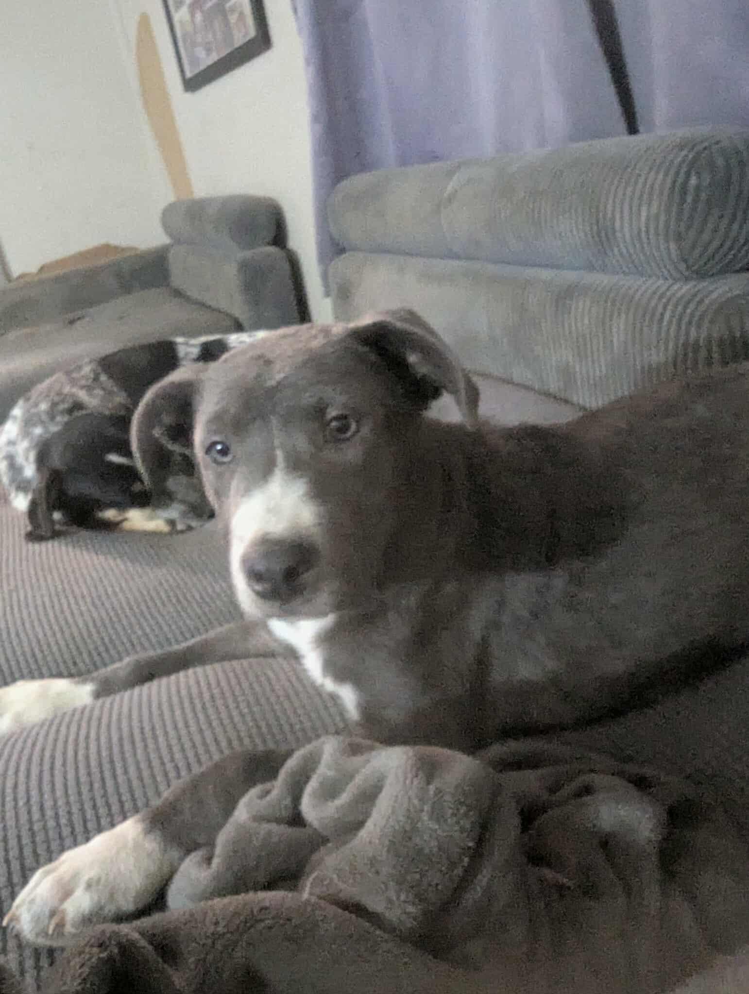 Marisa, a Adoptable mixed breed in Cookeville, TN image 2/5