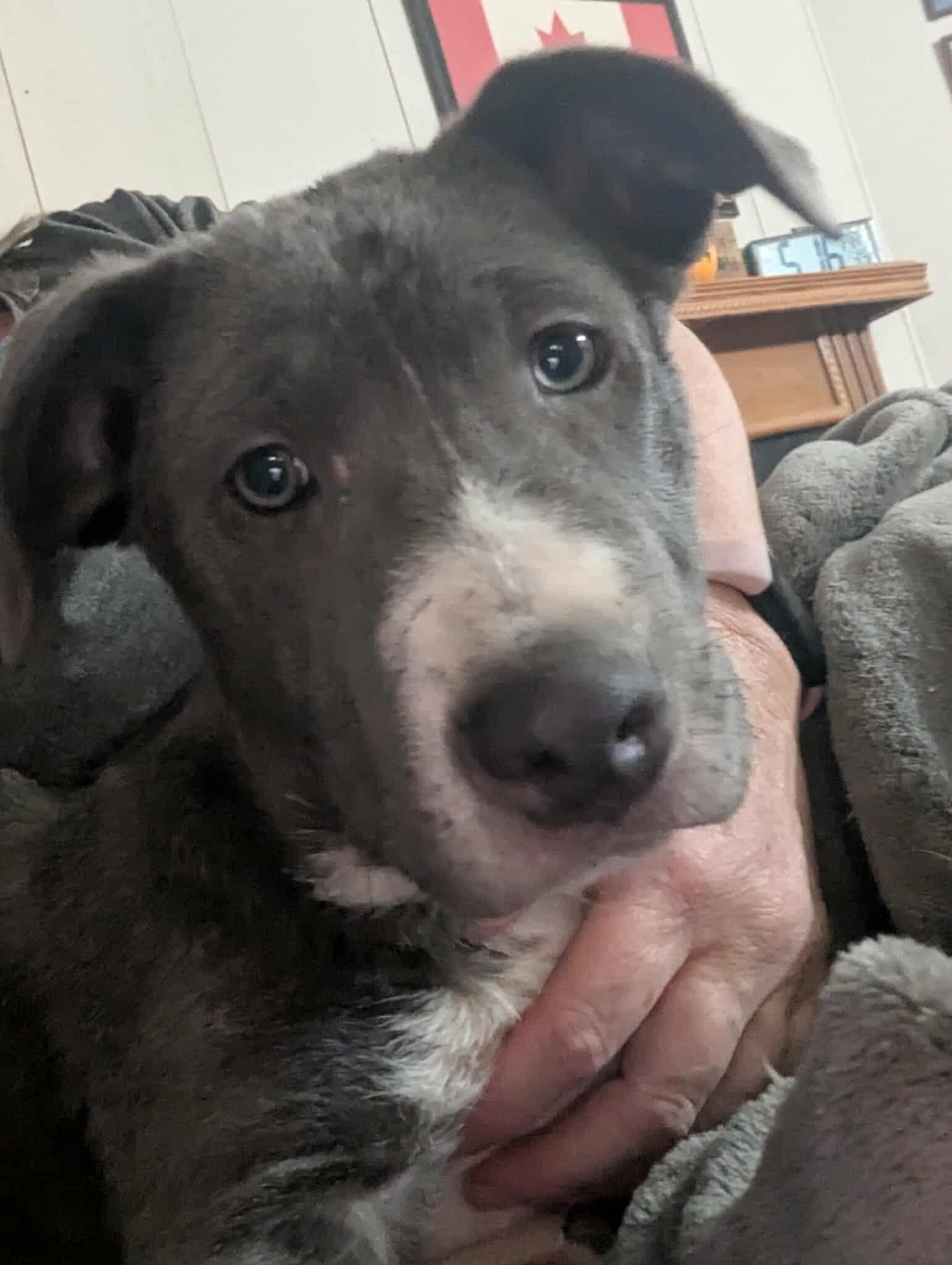 Marisa, a Adoptable mixed breed in Cookeville, TN image 3/5